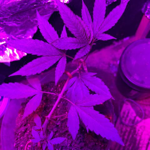 KN growlog timeline photo