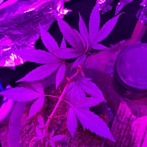 KN growlog timeline photo