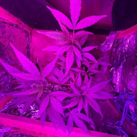 KN growlog timeline photo