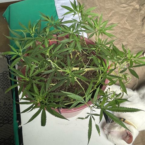 KN growlog photo: Pré floração 