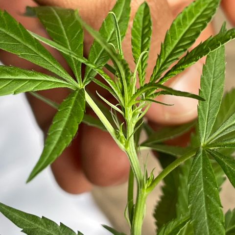 KN growlog photo: Pré floração 