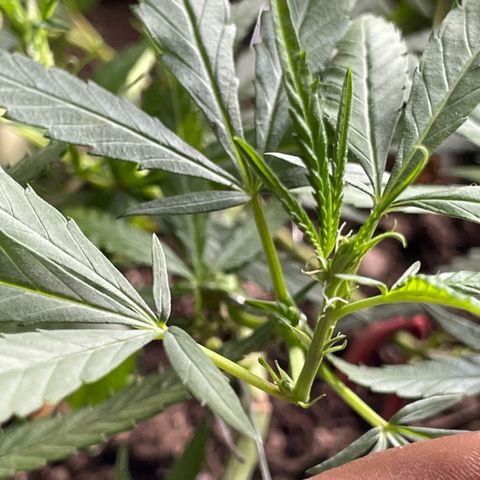 KN growlog photo: Pré floração 