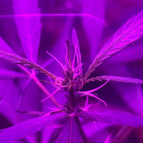 KN growlog photo: Está saudável e na segunda semana de flora 