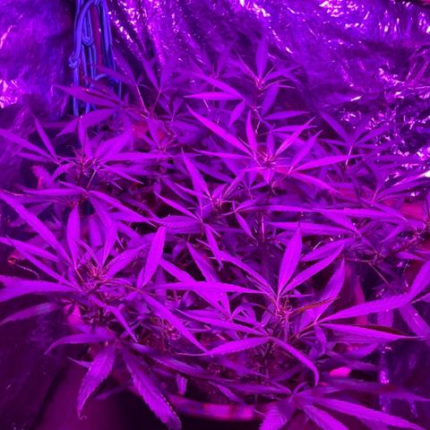 KN growlog timeline photo