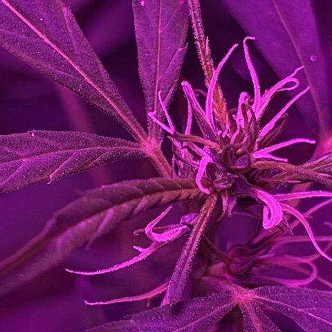 KN growlog photo: Fiz umas podas nos pequenos galhos que não viraria grandes Flores, pra planta foca nos maiores.