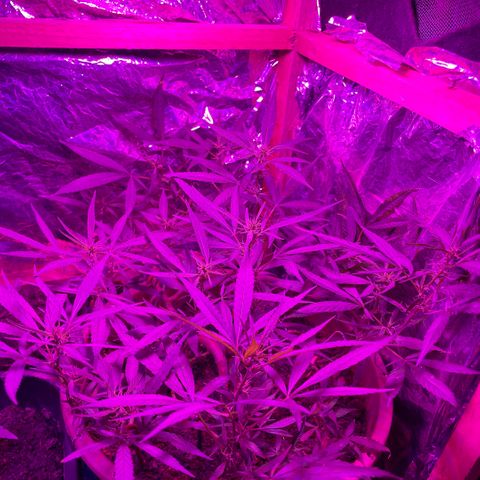 KN growlog photo: Fiz umas podas nos pequenos galhos que não viraria grandes Flores, pra planta foca nos maiores.