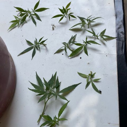 KN growlog photo: Fiz umas podas nos pequenos galhos que não viraria grandes Flores, pra planta foca nos maiores.