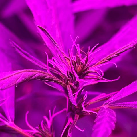 KN growlog photo: Fiz umas podas nos pequenos galhos que não viraria grandes Flores, pra planta foca nos maiores.