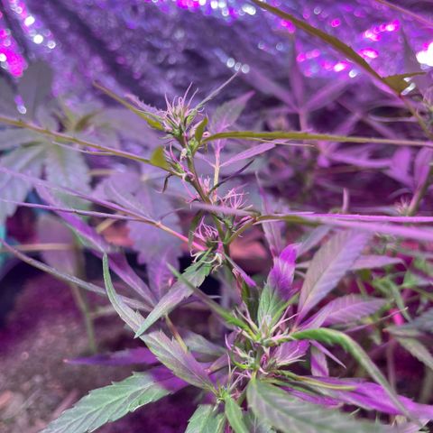 KN growlog photo: Reagiu bem a dosagem que apliquei do Forth flores 