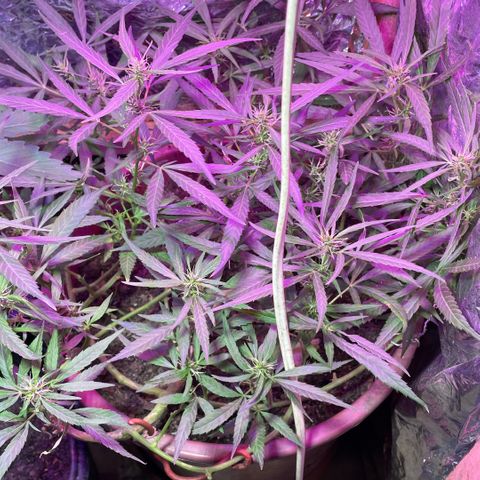 KN growlog photo: Reagiu bem a dosagem que apliquei do Forth flores 