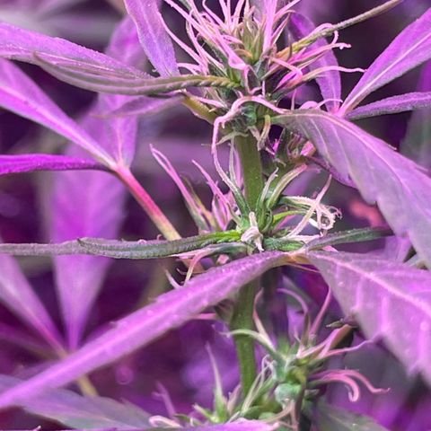 KN growlog photo: Reagiu bem a dosagem que apliquei do Forth flores 