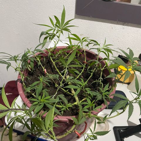 KN growlog timeline photo