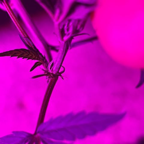 KN growlog timeline photo