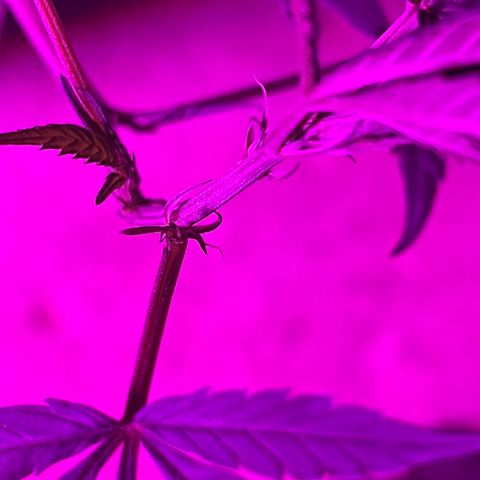 KN growlog timeline photo