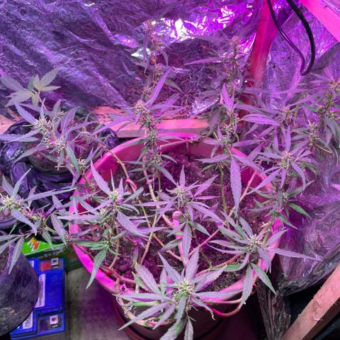 KN growlog timeline photo