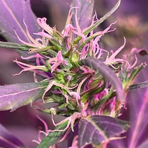 KN growlog timeline photo