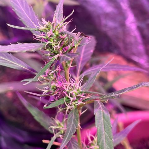 KN growlog timeline photo