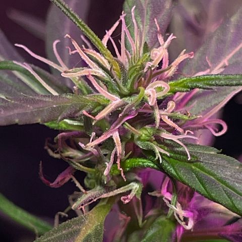 KN growlog photo: Progredindo bem demais 