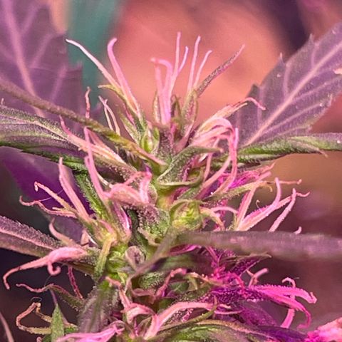 KN growlog photo: Progredindo bem demais 