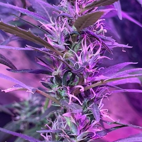 KN growlog photo: Nasceu um cogumelo no vaso indicando umidade, mas também solo vivo, nada pra se preocupar.