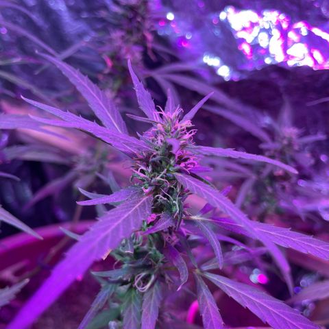 KN growlog photo: Nasceu um cogumelo no vaso indicando umidade, mas também solo vivo, nada pra se preocupar.