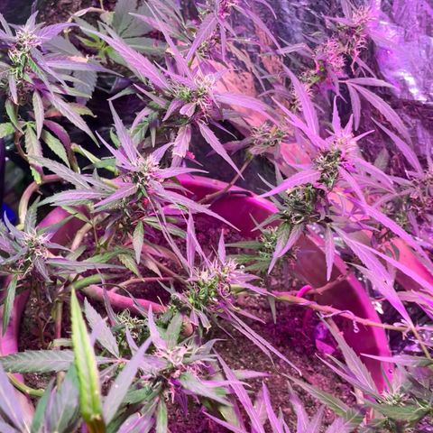 KN growlog photo: Nasceu um cogumelo no vaso indicando umidade, mas também solo vivo, nada pra se preocupar.
