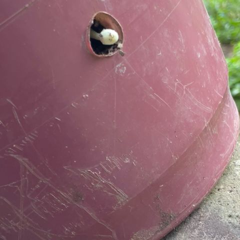 KN growlog photo: Nasceu um cogumelo no vaso indicando umidade, mas também solo vivo, nada pra se preocupar.