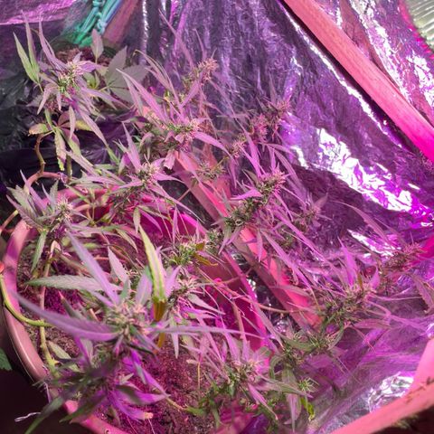 KN growlog photo: Nasceu um cogumelo no vaso indicando umidade, mas também solo vivo, nada pra se preocupar.
