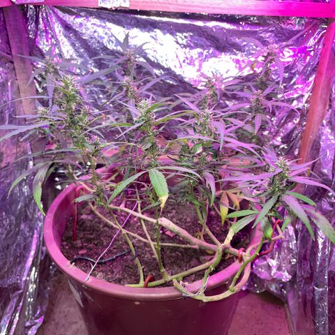 KN growlog photo: Fiz a aplicação de fertilizante pra flora, essas fotos são guias de antes e depois.