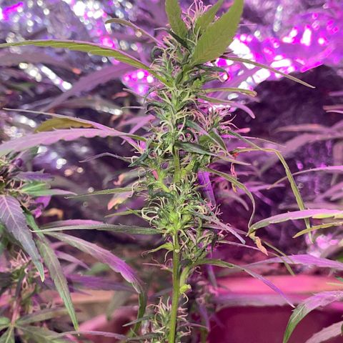 KN growlog photo: Fiz a aplicação de fertilizante pra flora, essas fotos são guias de antes e depois.