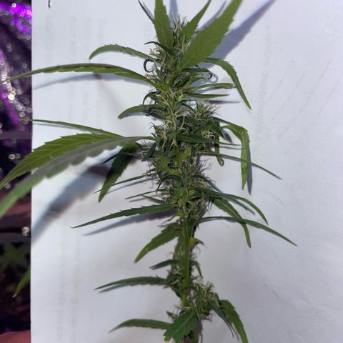 KN growlog photo: Fiz a aplicação de fertilizante pra flora, essas fotos são guias de antes e depois.