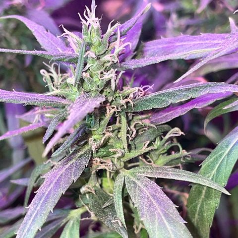 KN growlog timeline photo