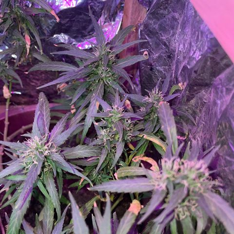 KN growlog timeline photo
