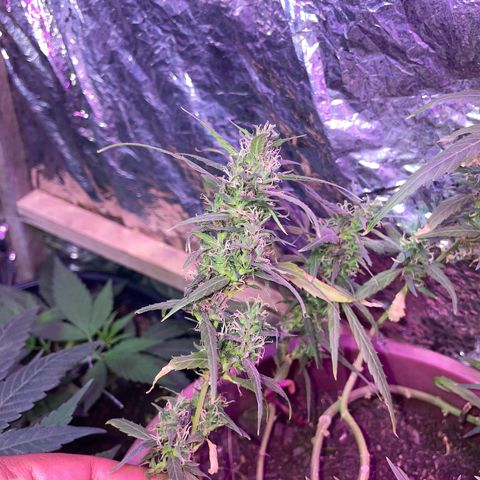 KN growlog timeline photo