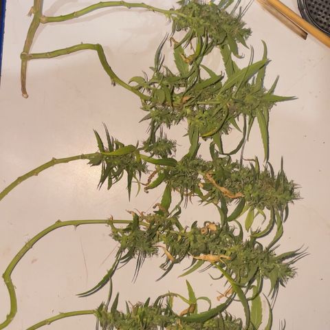 KN growlog timeline photo