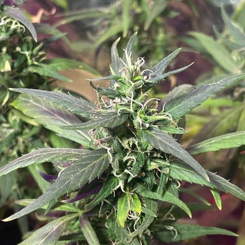 KN growlog timeline photo