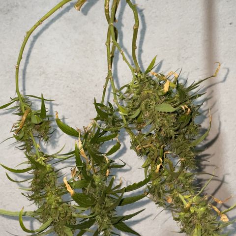 KN growlog timeline photo