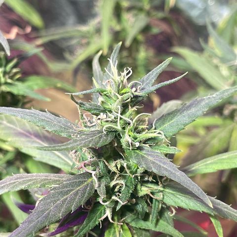 KN growlog timeline photo