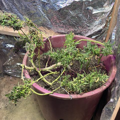KN growlog photo: Colheita feita, flores já na caixa com furos pra secar, análise de raiz saudável só achei que poderia está maior porém foi retirada e deve ter perdido boa parte das ramificações, 