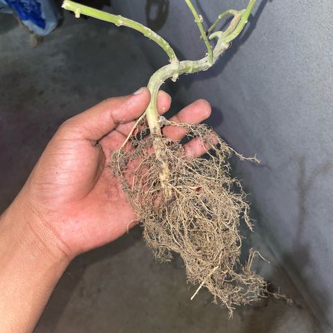 KN growlog photo: Colheita feita, flores já na caixa com furos pra secar, análise de raiz saudável só achei que poderia está maior porém foi retirada e deve ter perdido boa parte das ramificações, 