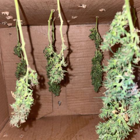 KN growlog photo: Colheita feita, flores já na caixa com furos pra secar, análise de raiz saudável só achei que poderia está maior porém foi retirada e deve ter perdido boa parte das ramificações, 