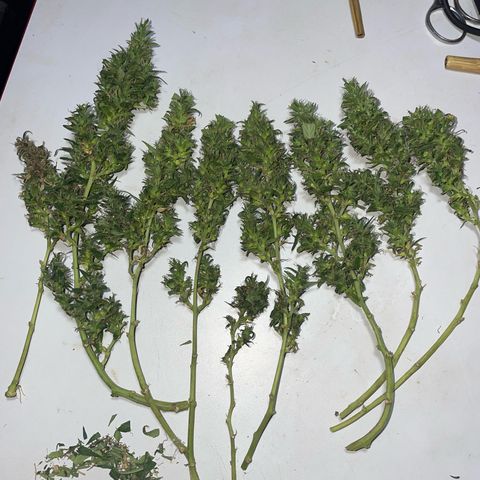 KN growlog photo: Colheita feita, flores já na caixa com furos pra secar, análise de raiz saudável só achei que poderia está maior porém foi retirada e deve ter perdido boa parte das ramificações, 