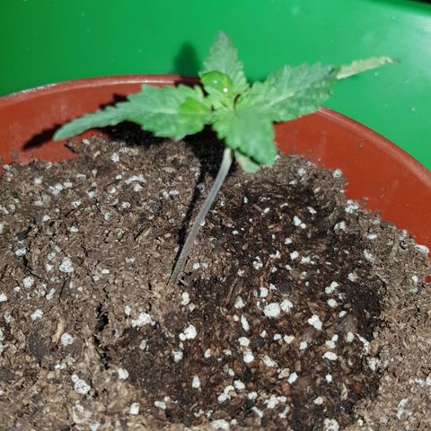 Big explosion #2 growlog timeline photo