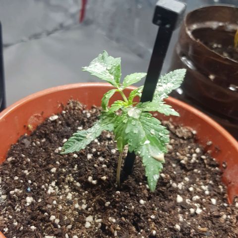 Big explosion #2 growlog timeline photo