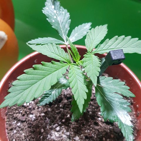 Big explosion #2 growlog timeline photo