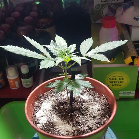 Big explosion #2 growlog timeline photo