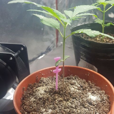 Regular Maria #2 (Kong) growlog timeline photo