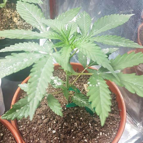 Big explosion #2 growlog timeline photo