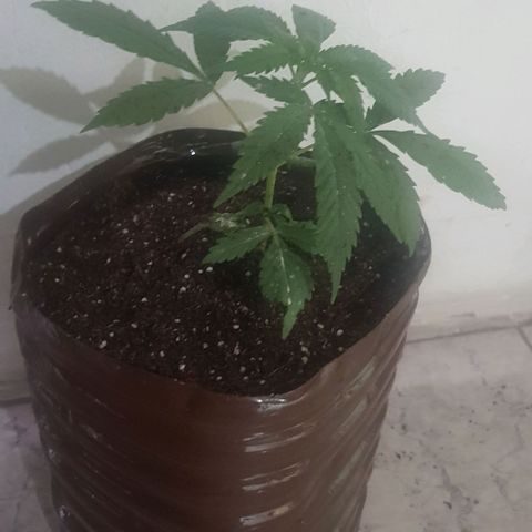 Big explosion #2 growlog timeline photo