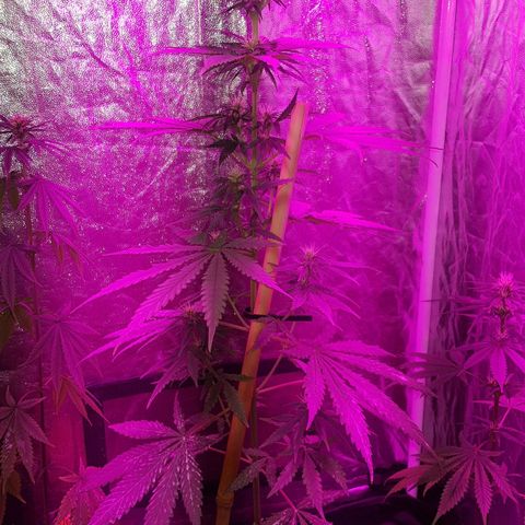 Big explosion #2 growlog timeline photo
